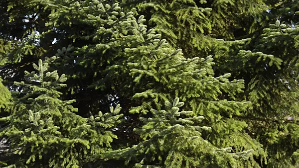 494097 - Trojan fir (Abies nordmanniana subsp. equi-trojani)