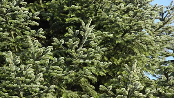 494122 - Trojan fir (Abies nordmanniana subsp. equi-trojani)