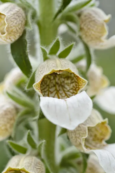 496001 - Trojan foxglove (Digitalis trojana)