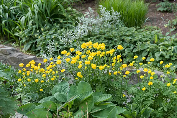 664465 - Trolle (Trollius x cultorum 'Lemon Queen')