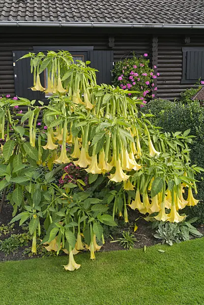 536209 - Trompette des anges écarlate (Brugmansia)