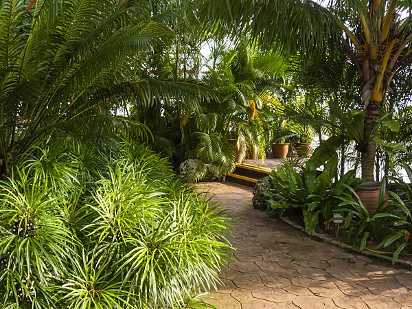 411077 - Tropical garden, Mount Faber Park, Singapore
