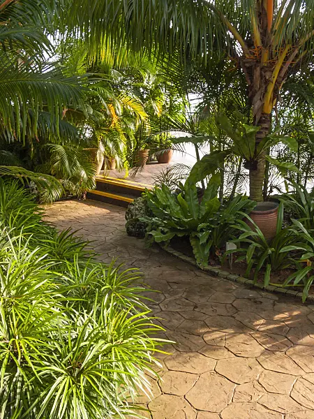 411078 - Tropical garden, Mount Faber Park, Singapore