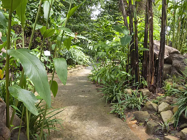 411004 - Tropical garden with stone path and boulders