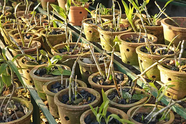 525481 - Tropical orchid collection in many perforated clay pots in several rows on a stepped shelf