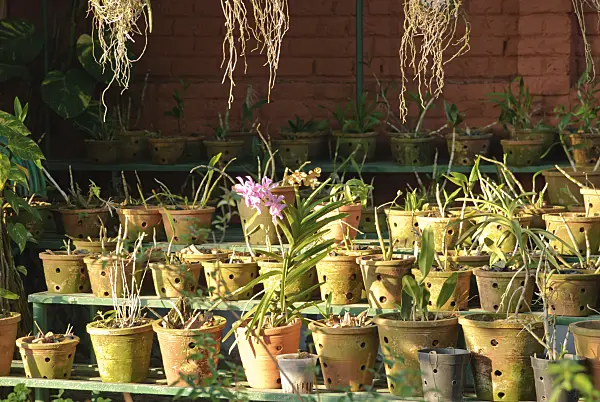 525482 - Tropical orchid collection in many perforated clay pots in several rows on a stepped shelf