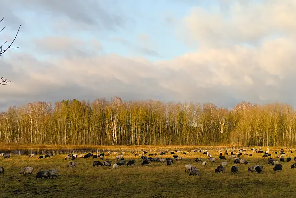 670025 - Troupeau de moutons, Brandebourg, Allemagne