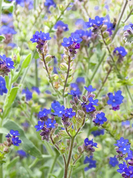 439199 - True alkanet (Anchusa officinalis)