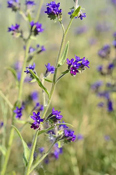 521026 - True alkanet (Anchusa officinalis)