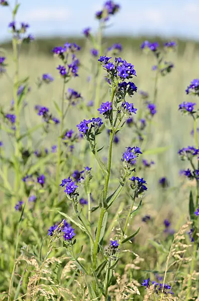 521027 - True alkanet (Anchusa officinalis)