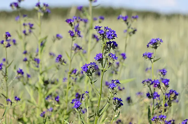 521028 - True alkanet (Anchusa officinalis)