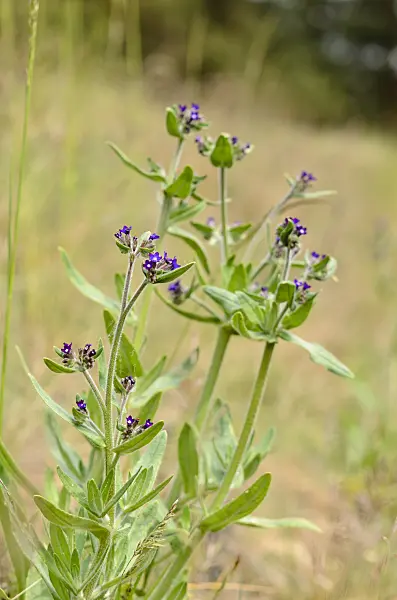 545029 - True alkanet (Anchusa officinalis)