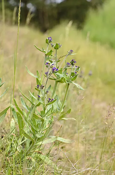 545030 - True alkanet (Anchusa officinalis)