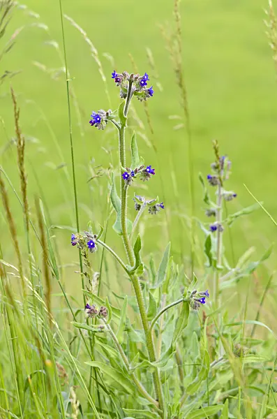 545036 - True alkanet (Anchusa officinalis)