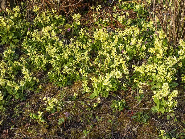 458012 - True oxlip (Primula elatior)