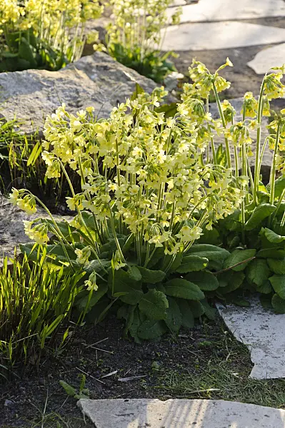 483306 - True oxlip (Primula elatior)