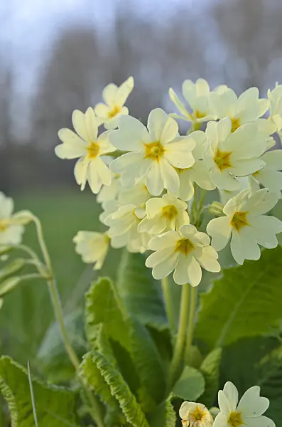 507012 - True oxlip (Primula elatior)