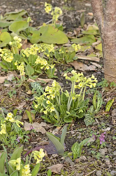 519027 - True oxlip (Primula elatior)