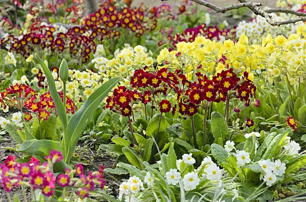 531040 - True oxlip (Primula elatior) and comon primrose (Primula vulgaris syn. Primula acaulis)