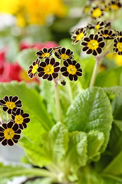 483072 - True oxlip (Primula elatior 'Victoriana Silver Lace Black')