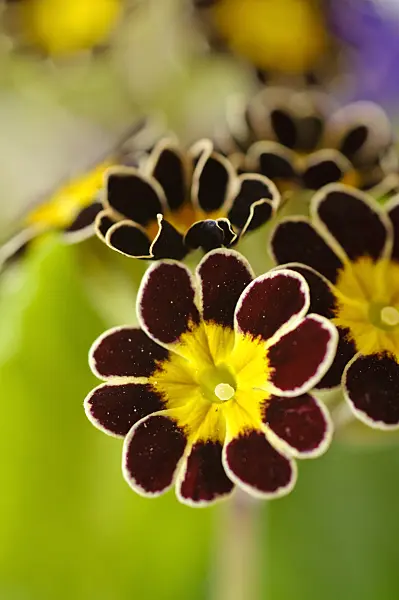 483095 - True oxlip (Primula elatior 'Victoriana Silver Lace Black')