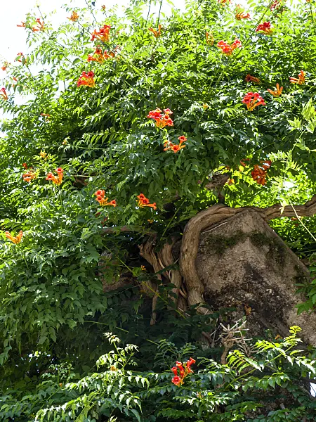 439103 - Trumpet creeper (Campsis radicans)