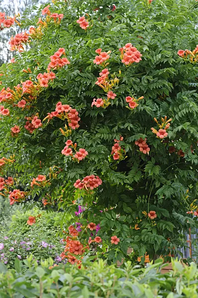 486211 - Trumpet creeper (Campsis radicans)