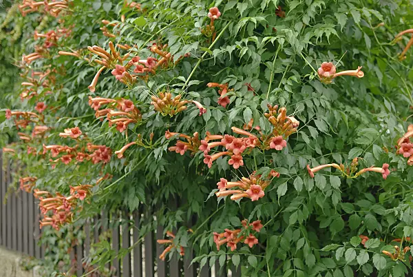 490037 - Trumpet creeper (Campsis radicans)