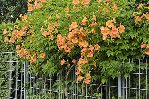 522108 - Trumpet creeper (Campsis radicans)