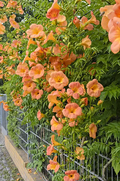 522109 - Trumpet creeper (Campsis radicans)