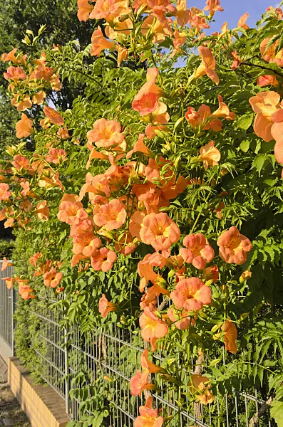522110 - Trumpet creeper (Campsis radicans)