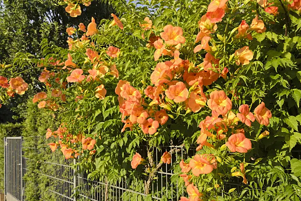 522111 - Trumpet creeper (Campsis radicans)