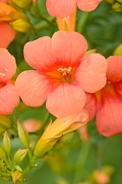 534508 - Trumpet creeper (Campsis radicans)