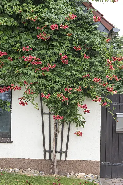 616178 - Trumpet creeper (Campsis radicans 'Flamenco')