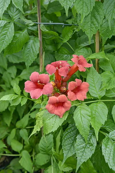 558059 - Trumpet creeper (Campsis radicans 'Stromboli')