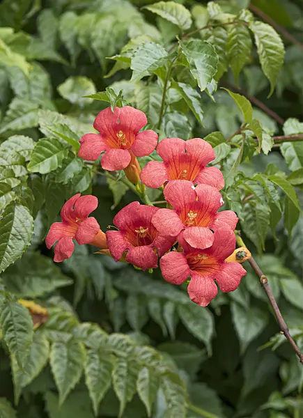 651138 - Trumpet creeper (Campsis radicans 'Stromboli')