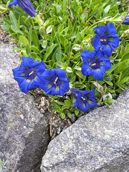 437414 - Trumpet gentian (Gentiana acaulis)
