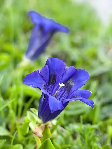 439307 - Trumpet gentian (Gentiana acaulis)