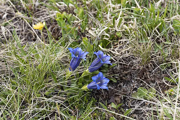 651292 - Trumpet gentian (Gentiana acaulis)