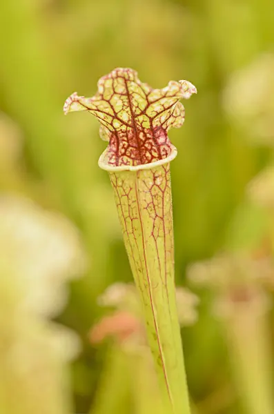 547341 - Trumpet pitcher (Sarracenia)