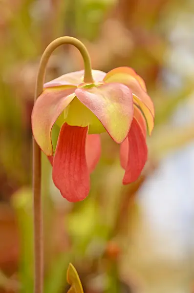 555073 - Trumpet pitcher (Sarracenia)