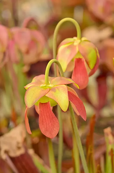 555074 - Trumpet pitcher (Sarracenia)
