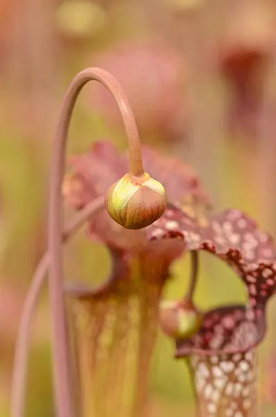 555076 - Trumpet pitcher (Sarracenia)