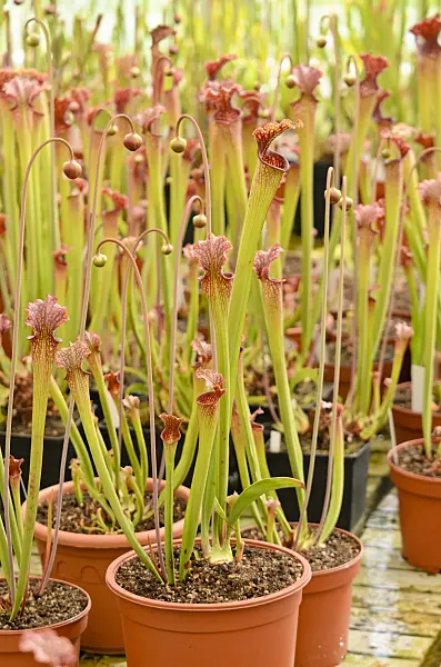 555086 - Trumpet pitcher (Sarracenia)