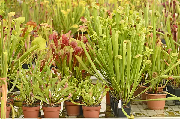 547348 - Trumpet pitchers (Sarracenia)