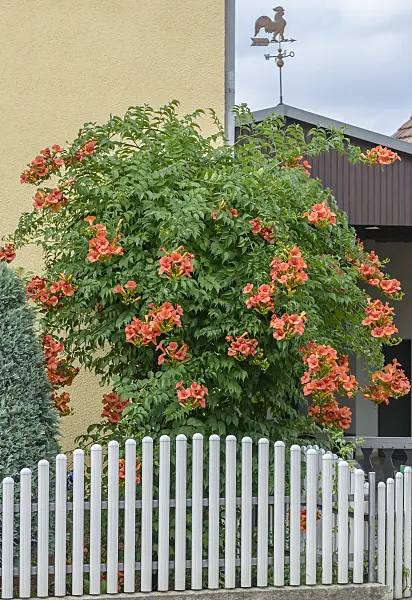558060 - Trumpet vine (Campsis x tagliabuana 'Mme Galen')