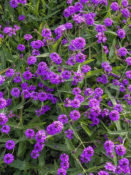 428216 - Tuberous vervain (Verbena rigida)