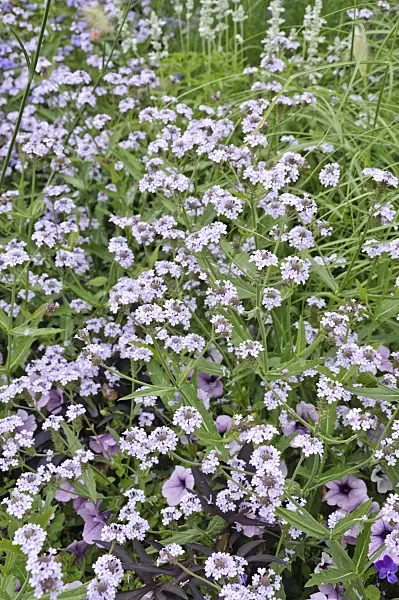 487025 - Tuberous vervain (Verbena rigida 'Polaris')