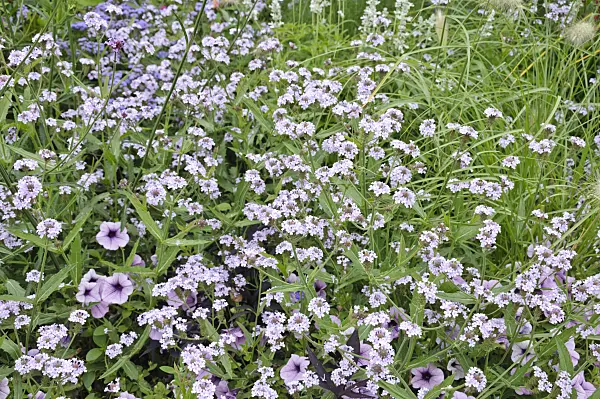 487027 - Tuberous vervain (Verbena rigida 'Polaris')