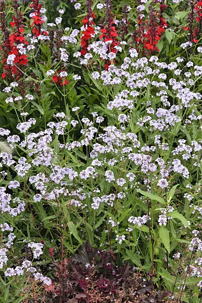 487030 - Tuberous vervain (Verbena rigida 'Polaris')